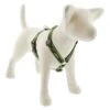 LupinePet Original Designs Roman Dog Harness 1 LupinePet Original Designs Roman Dog Harness -Tropiclean Sales Store 00068