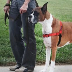 PetSafe Deluxe Easy Walk Rose Red & Black Dog Harness -Tropiclean Sales Store 42574 1537803193