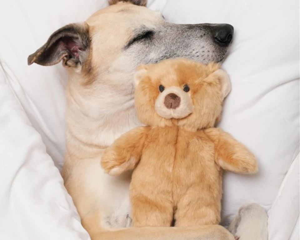 Fluff & Tuff Mr. Honey Bear 6 Fluff & Tuff Mr. Honey Bear - Image 4