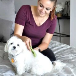 Coastal Pet Products Safari Dog Mat Remover 9 Coastal Pet Products Safari Dog Mat Remover -Tropiclean Sales Store id8oqjna6jyoy3axkjnq