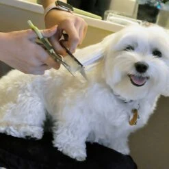 Coastal Pet Products Safari Dog Grooming Combs For Medium And Fine Coats -Tropiclean Sales Store w8h5oossp6dquycrrgrq