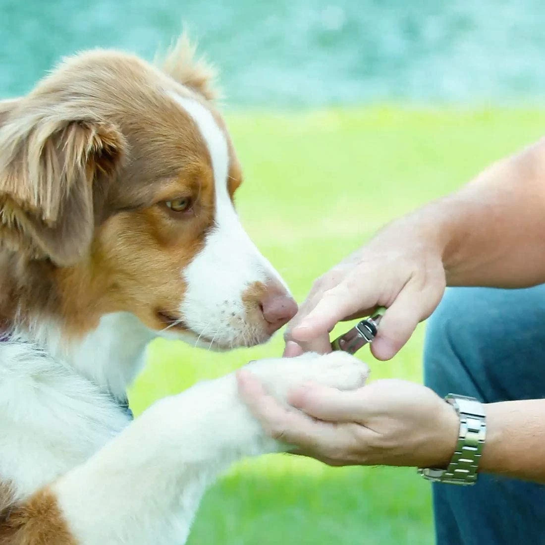 Coastal Pet Products Safari Guillotine Dog Nail Trimmer 5 Coastal Pet Products Safari Guillotine Dog Nail Trimmer - Image 3